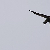 Pallid Swift  "Apus pallidus"